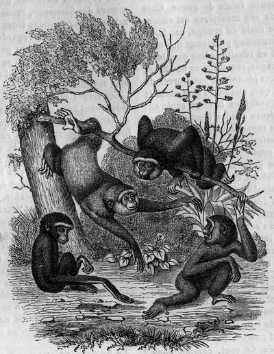 Az indiai Gibbons Hoolockot ábrázoló metszet. alkotó: Unknown artist