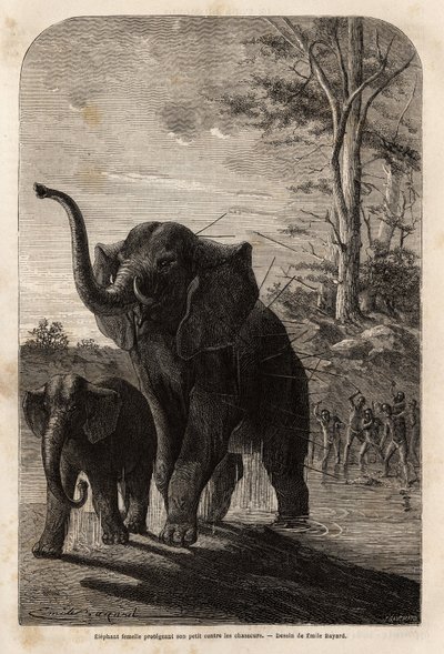 Nőstény elefánt, aki megvédi fiókáit a zambesi gerelyvadászoktól. Metszet Dr. Livingstone első dél-afrikai útjainak illusztrálására 1840 és 1856 között, az Edouar irányítása alatt megjelent „Le tour du monde, nouveau Journal des voyages” c. alkotó: Unknown artist