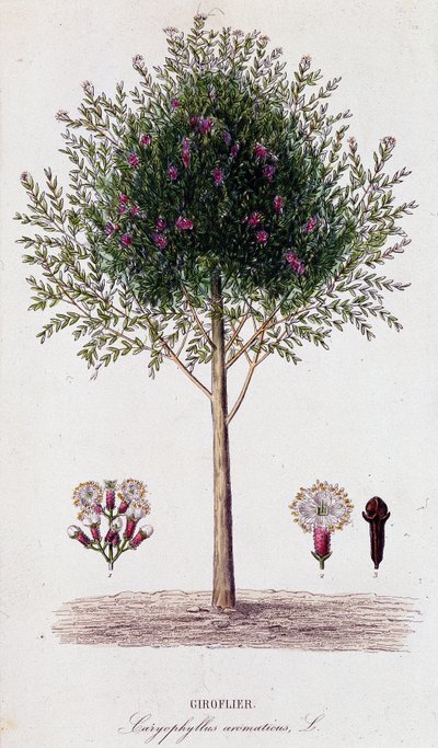 Girofus (Caryophyllus aromaticus) alkotó: Unknown artist