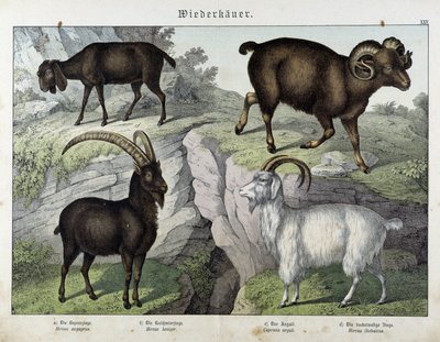 Kecske - in „Az emlősök természettörténete”, szerk. Schreiber alkotó: Unknown artist