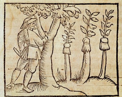 A fák oltása, a De Agricoltura Vulgare illusztrációja, Pier Crescenzio (1233-1320), Velencében megjelent kiadás alkotó: Unknown artist