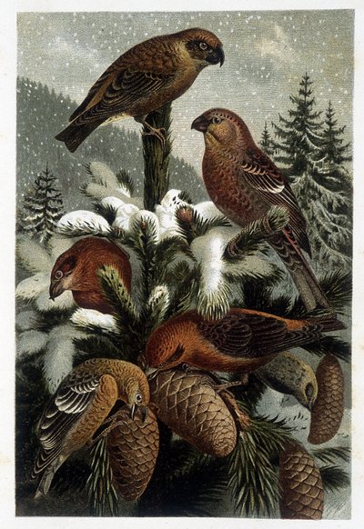 A fenyőerdők süvöltője és sétahajózás (Bouvreuils) - A. E. Brehm, Torinó "La vie des animaux" című művében alkotó: Unknown artist