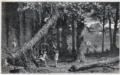 A cinchona kéreg betakarítása - Quinquina (Cinchona officinalis) alkotó: Unknown artist