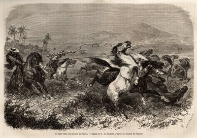 Öszvér- és lócsordák kóborolnak szabadon Cauca (Kolumbia) síkságain, tenyésztők csoportja, hogy lasszóval (vagy zogával, hosszú bőrkötéllel) vadállatot fogjanak. Dr. Saffray 1869-es metszete az új-granadai utazás szemléltetésére, megjelent a „” Le tour du  alkotó: Unknown artist