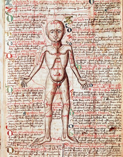 Emberi test metszet a „Tractatus de pestilentia”-ból” 15. század - Prága, Nemzeti Könyvtár alkotó: Unknown artist