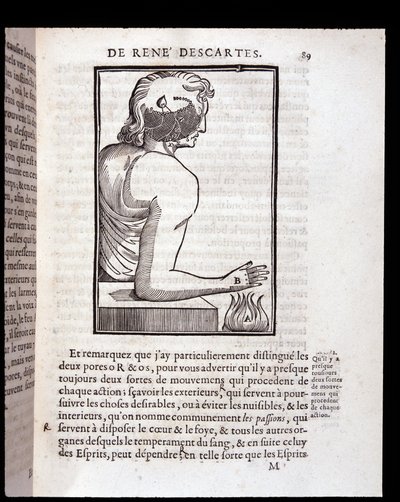 Az emberi érzékszervi rendszer kapcsolódik az agyhoz – Párizsban: Rene Descartes embere és a magzat kialakulása alkotó: Unknown artist