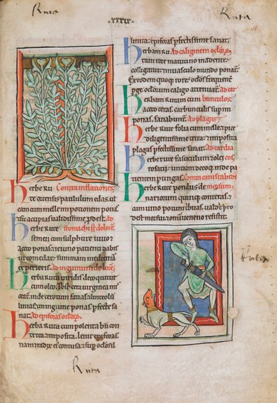 A Rue (Ruta) növény megvilágított miniatúrái, amelyek különféle betegségekre használhatók, beleértve a fájó szemeket, a feledékenységet és a letargiát; lent pedig egy férfi, aki kardot ránt, hogy megvédje magát egy vörös arcú veszett kutyától, akinek a har alkotó: Unknown artist