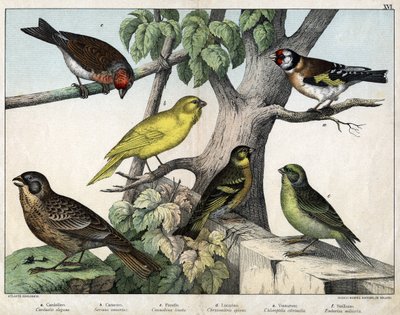 Illusztráció a "Natural History of birds" (A madarak természettörténete), szerk. Hoepli, Milánó. alkotó: Unknown Artist