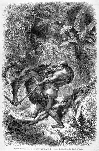 A „Le Tour du monde” 1862-es kiadásában megjelent illusztráció, amely egy dayak és egy orangoutan (orang-utan, orang outang, orang-utang) csatáját ábrázolja Borneó szigetén. Metszés. alkotó: Unknown artist
