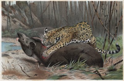 Jaguár (Panthera onca) – metszet Alfred Edmund Brehm (1829-1884) „” Brehm