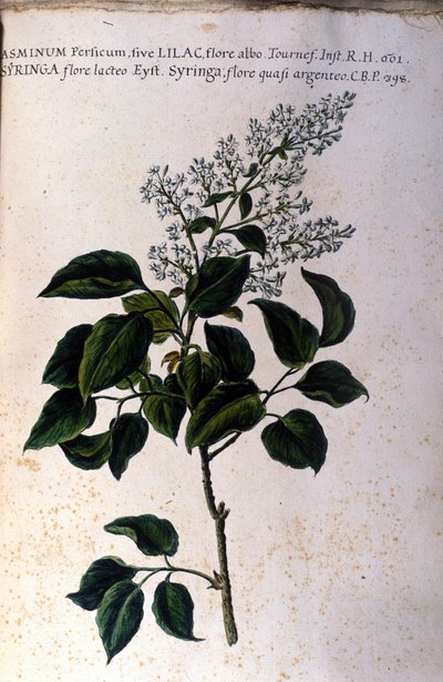 Jázmin ág. Tányér egy 17. századi herbáriumból alkotó: Unknown artist