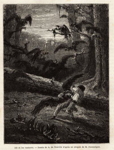 Job (a szerkesztő útitársa), keselyűk támadták meg. Metszet a Quatre mois en Florida című történet illusztrálására, M. Pousselgue, 1851-1852, megjelent a "" le tour du monde"-ban, D