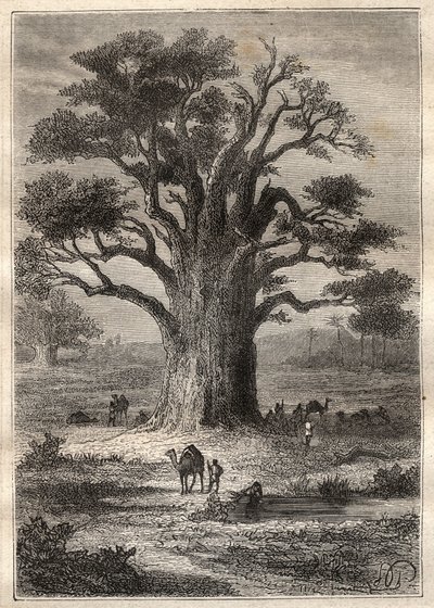 Frederic Conrad (Konrad) Hornemann (1772-1801) Utazása (1798) Fezzanba (Líbia): egy baobab - az illusztráció a „” A 18. századi nagy tengerészek” című könyvből” alkotó: Unknown artist
