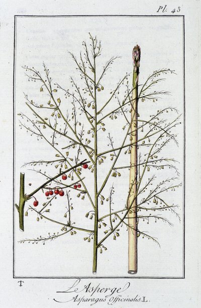 Spárga (Asparagus Officinalis) – a „Gyakorlatok a botanikában a kereskedők számára”, szerkesztő: J.C. Philibert, Imprimerie de Crapelet, Párizs alkotó: Unknown artist