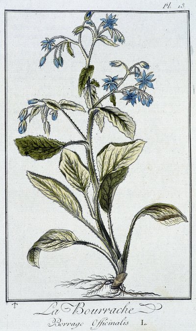 Borágó (Borago Officinalis) – „Gyakorlatok a botanikából a kereskedők számára”, írta J.C. Philibert, Imprimerie de Crapelet, Párizs alkotó: Unknown artist