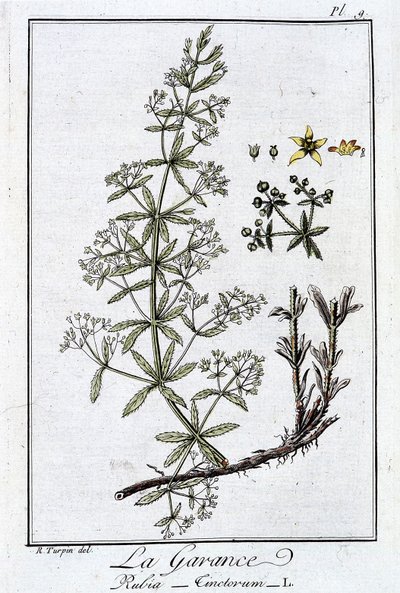 La Garance (Rubia Tinctorum) – „Gyakorlatok a botanikából a kereskedők számára”, írta J. C. Philibert, Imprimerie de Crapelet, Párizs alkotó: Unknown artist