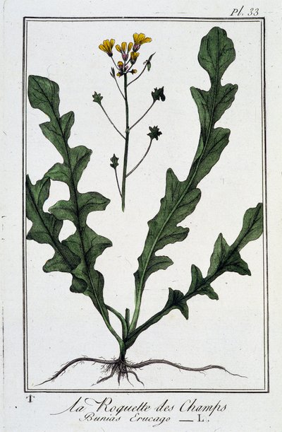 La Roquette des Champs (Bunias Erucago) – „Gyakorlatok a botanikában a kereskedők számára”, írta J. C. Philibert, Imprimerie de Crapelet, Párizs alkotó: Unknown artist