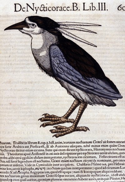 La bihoreau in Historia Animalium, Conrad Gesner (1516-1565), Tiguri alkotó: Unknown artist