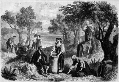Olívabogyó szedés Olaszországban alkotó: Unknown artist