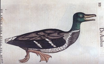 La ducard souchet in Historia Animalium de Conrad Gesner (1516 - 1565), Tiguri alkotó: Unknown artist