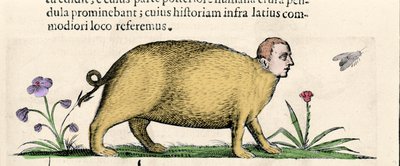 La manticore - Fortunio While "A szörnyek okairól szóló második könyvben". alkotó: Unknown artist