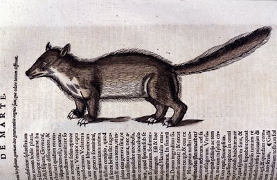 La martre (vagy marte) a Historia Animalium de Conrad Gesnerben (1516-1565), Tiguri alkotó: Unknown artist