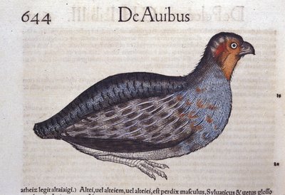 Conrad Gesner (1516-1565), Tiguri: La fogoly in Historia Animalium alkotó: Unknown artist