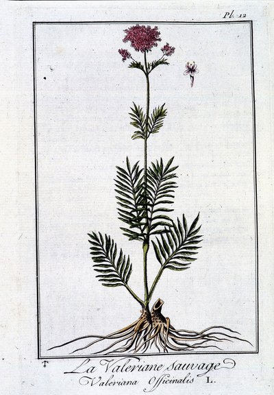 Vad macskagyökér – J.C. Philibert, imp. a párizsi Crapelet-ből alkotó: Unknown artist