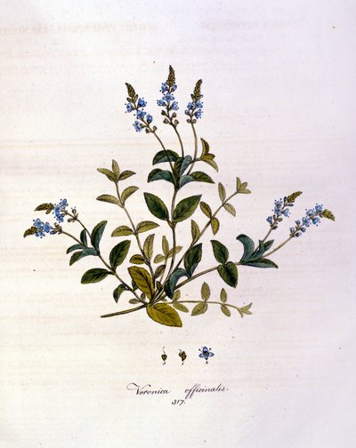 La veronika. 19. századi metszet. alkotó: Unknown artist