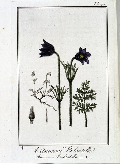 A kökörcsin pulsatilla - „Gyakorlatok a botanikából a kereskedők számára”, írta J. C. Philibert, Imprimerie de Crapelet, Párizs alkotó: Unknown artist