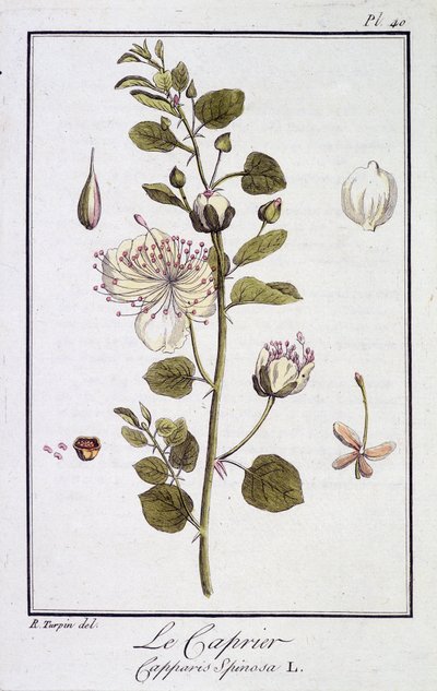 A Caprier (Capparis Spinosa) - „Gyakorlatok a botanikából a kereskedők számára”, szerkesztette: JC Philibert, Imprimerie de Crapelet, Párizs alkotó: Unknown artist