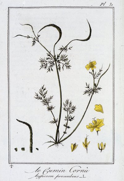 Szarvas kömény (Hypecoum procumbens) – a „Gyakorlatok a botanikából a kereskedők számára”, szerkesztő: J.C. Philibert, Imprimerie de Crapelet, Párizs alkotó: Unknown artist