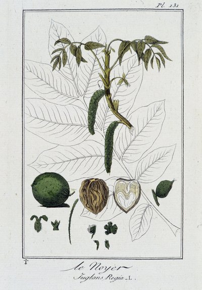 Le Noyer (Juglans Regia) – „Gyakorlatok a botanikában a kereskedők számára”, írta J. C. Philibert, imp. Crapelet, Párizs alkotó: Unknown artist