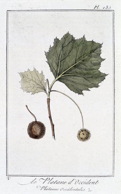 A nyugati sík (Platanus occidentalis) - a „Növénytani gyakorlatok kereskedők számára” című kiadványban, szerkesztette: JC Philibert, Imprimerie de Crapelet, Párizs alkotó: Unknown artist