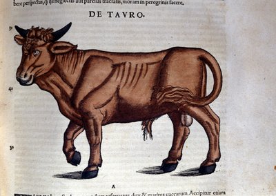 Le Taurus in Historia Animalium, Conrad Gesner (1516-1565), Tiguri alkotó: Unknown artist