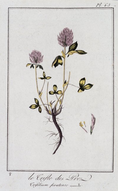 Le Clover des Meadows (Trifolium pratense) – „Gyakorlatok a botanikában a kereskedők számára”, szerkesztette J.C. Philibert, Imprimerie de Crapelet, Párizs alkotó: Unknown artist