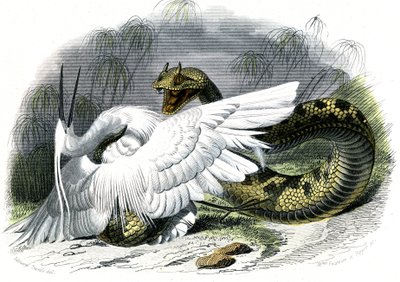 Le ceraste (Vipera cerastes) – Bernard Germain de Lacepede (1856-1925) táblája természetrajzból, P.Furme kiadás, Párizs alkotó: Unknown artist
