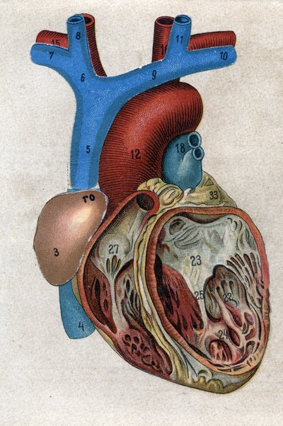 Le coeur.in „Az új természetes gyógyszer”” F.E. Bilz. 1898. alkotó: Unknown artist