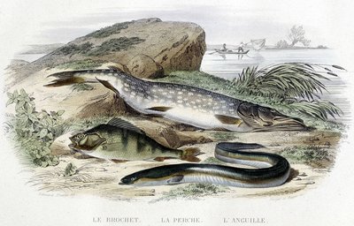 A csuka, a süllő és az angolna - Lacépède „Histoire naturelle” című kötetében, T.II, szerk. Furne and Co., Párizs alkotó: Unknown artist