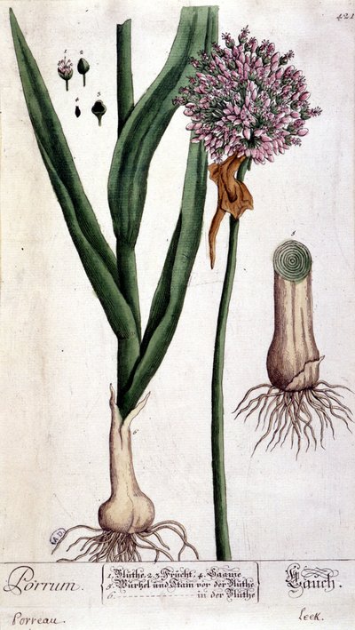 Póréhagyma - botanikai tábla alkotó: Unknown artist
