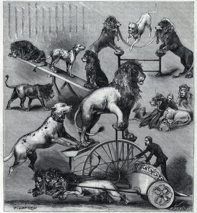 Les Lions dresses du Nouveau Cirque à Paris: egy akrobatikus szám különböző trükkjei oroszlánokkal, szelídítőkkel és kutyákkal. Metszet a „” La Nature”-ben 1890. Magángyűjtemény. alkotó: Unknown artist