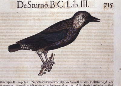 Seregély a Historia Animaliumban, Conrad Gesner (1516-1565), Tiguri alkotó: Unknown artist