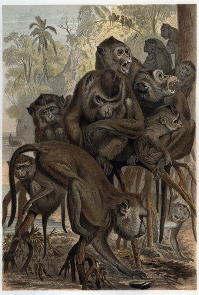 Makákok (Macaca) (Cercopithecinae) – metszet Alfred Edmund Brehm (1829-1884) „” Brehm