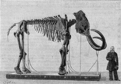 Mamutcsontvázat (elephas primigenius) fedeztek fel a Jégtenger partján, a Léna folyó torkolatánál, és 1806-ban jelentette be a Szentpétervári Tudományos Akadémia Múzeumának (Szentpétervár), Adams úr. (Fényképről). Bevésés alkotó: Unknown artist