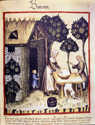 Vaj gyártása. Megvilágítás az orvostudomány és a dietetika fejéséből "" Tacuinum sanitatis"" alkotó: Unknown artist