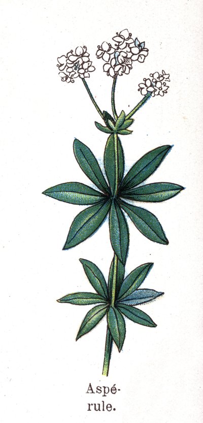 Gyógy- és élelmiszer-botanikai növények: asperula. Friedrich Eduard Bilz (1842-1922) vésése „La medicine naturelle”-ba alkotó: Unknown artist