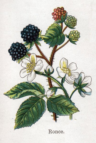 Gyógy- és táplálék-botanikai növények: szarkalábak. Friedrich Eduard Bilz (1842-1922) vésése „La medicine naturelle”-ba alkotó: Unknown artist