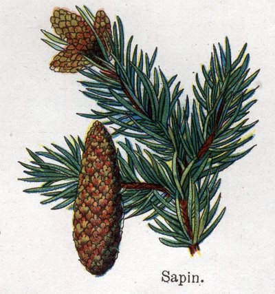 Gyógy- és élelmiszer-botanikai növények: fenyő. Friedrich Eduard Bilz (1842-1922) vésése „La medicine naturelle”-ba alkotó: Unknown artist