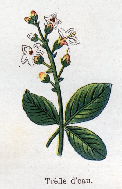 Gyógy- és élelmiszernövények: vízi lóhere. Friedrich Eduard Bilz (1842-1922) vésése „La medicine naturelle”-ba alkotó: Unknown artist