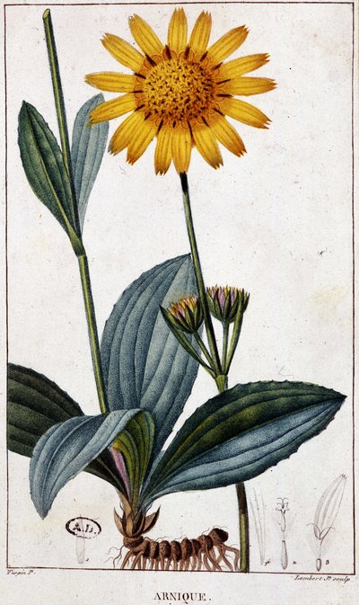 Gyógynövény: Árnika (vagy árnika) - botanikai tábla, 19. század vége. alkotó: Unknown artist